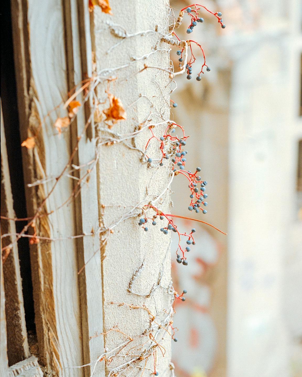 An orange and blue plant grows on a building.
